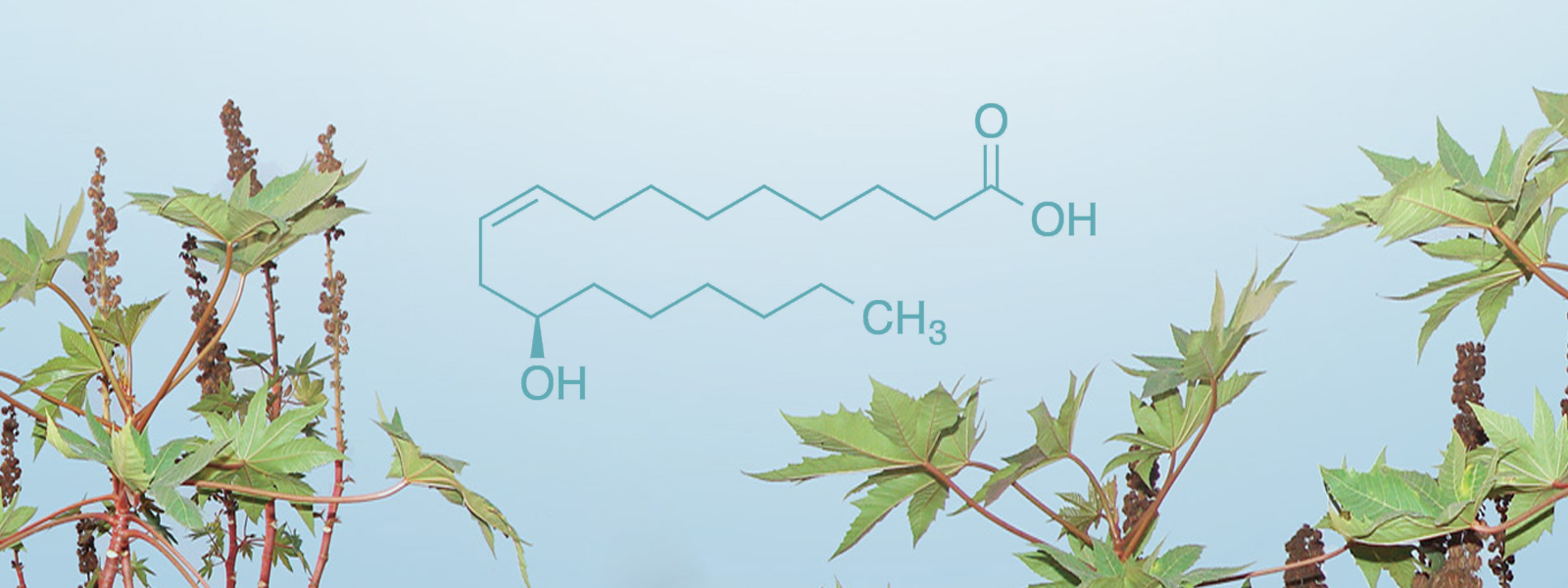Castor plant with ricinoleic acid molecule